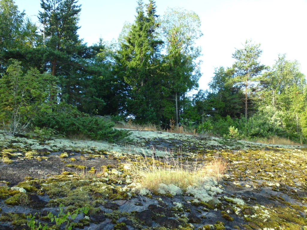 houtskar bilder 3
